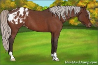 Horse Color:Silver Brown Roan Varnish