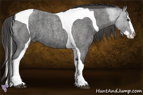 Horse Color:Blue Roan Splash Tobiano  Brindle