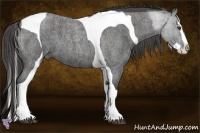 Horse Color:Blue Roan Splash Tobiano  Brindle