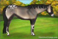 Horse Color:Gray Blue Onyx Appaloosa 