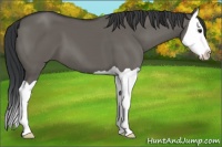 Horse Color:Grullo Splash 