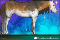 Horse Color:White Spotted Buckskin Tobiano 
