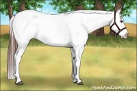 Horse Color:Brown Splash Tobiano Blanket  Brindle