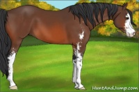 Horse Color:Bay Sabino 