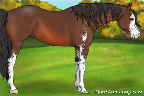 Horse Color:Bay Sabino