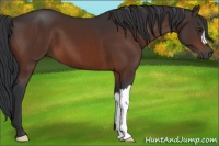 Horse Color:Brown 