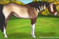 Horse Color:Bay Onyx 