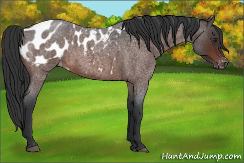 Horse Color:Brown Roan Appaloosa