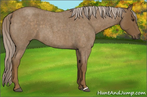 Horse Color:Chocolate Palomino Roan 