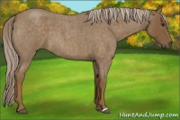 Horse Color:Chocolate Palomino Roan