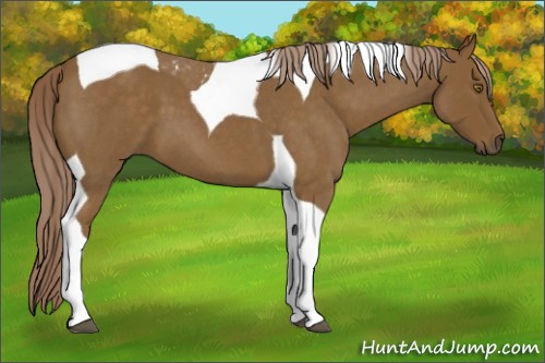 Horse Color:Chocolate Palomino Roan Tobiano 