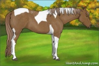 Horse Color:Chocolate Palomino Roan Tobiano 