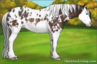 Horse Color:White Spotted Brown Splash Appaloosa Rabicano
