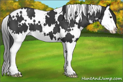Horse Color:White Spotted Black Splash 