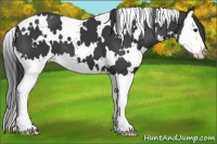 Horse Color:White Spotted Black Splash 