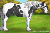 Horse Color:White Spotted Black Splash Tobiano