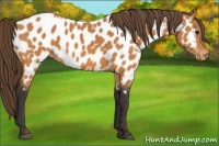 Horse Color:Buckskin Appaloosa 