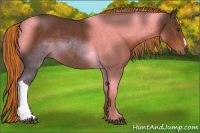 Horse Color:Painted Liver Chestnut 