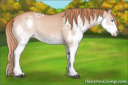 Horse Color:White Spotted Red Roan Splash 