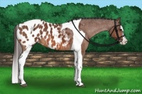 Horse Color:Bay Splash Tobiano Blanket  Brindle