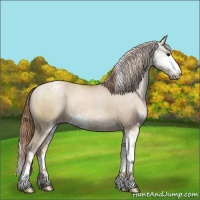 Horse Color:Grullo Pearl Sabino Varnish Rabicano 