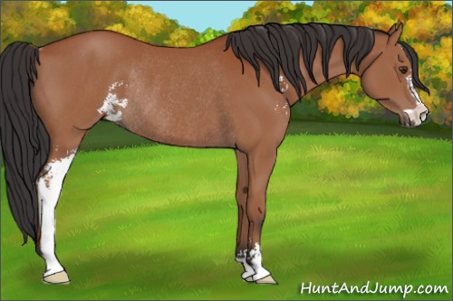 Horse Color:Bay Sabino Rabicano