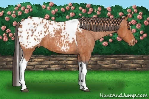 Horse Color:Bay Splash Tobiano Appaloosa Brindle