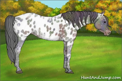 Horse Color:Nacre Black Ice Appaloosa 