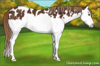 Horse Color:Liver Chestnut Splash Near Leopard 
