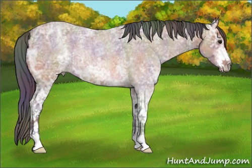 Horse Color:ERROR: UNKNOWN ANOMALY