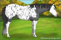 Horse Color:Blue Roan Splash Appaloosa