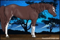 Horse Color:White Spotted Chocolate Black Sabino 