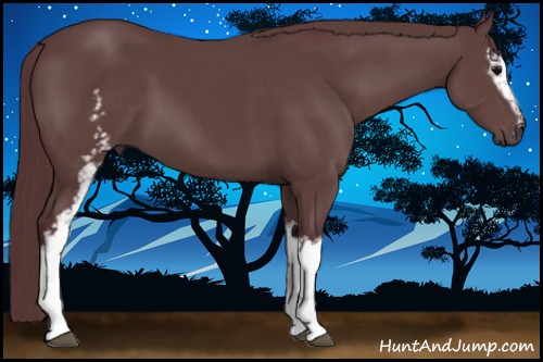 Horse Color:White Spotted Chocolate Black 