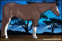 Horse Color:White Spotted Chocolate Black 