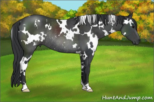 Horse Color:White Spotted Black Rabicano 