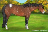 Horse Color:Bay Sabino Appaloosa