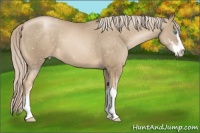 Horse Color:Chocolate Palomino Pearl Sabino