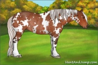 Horse Color:White Spotted Silver Bay Rabicano