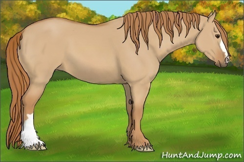 Horse Color:Red Dun 