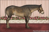 Horse Color:Chocolate Palomino