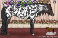 Horse Color:Black Appaloosa  and Black Appaloosa 