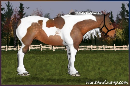 Horse Color:Buckskin Tobiano 