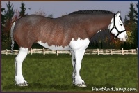Horse Color:Brown Sabino Splash Rabicano 