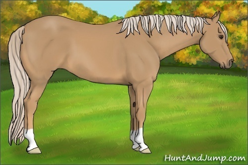 Horse Color:Palomino 
