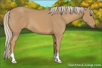 Horse Color:Palomino