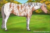 Horse Color:Bay Splash Tobiano Near Leopard Brindle