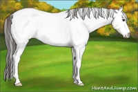Horse Color:White Spotted Buckskin Ice