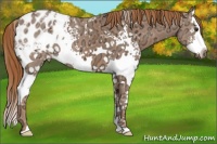 Horse Color:ERROR: UNKNOWN ANOMALY