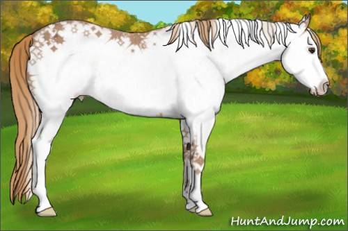 Horse Color:White Spotted Chestnut Ice 