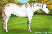 Horse Color:White Spotted Chestnut Ice
